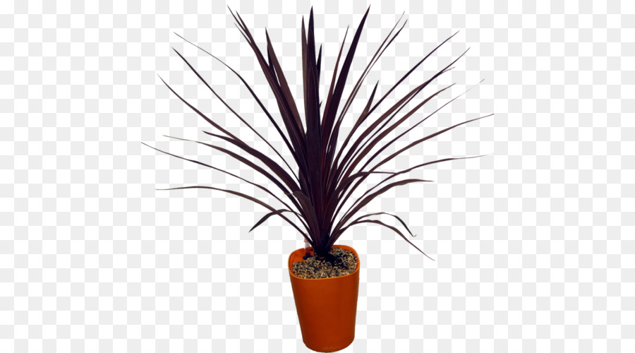 Vaso Bonsai pianta d'appartamento Portulacaria afra Arecaceae - rosso pianta