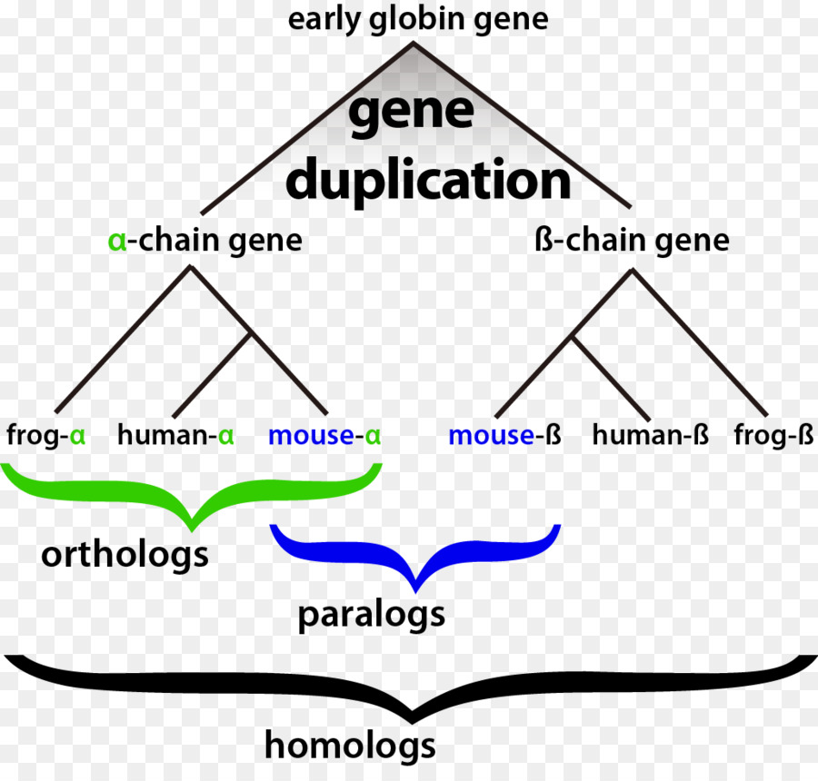 Homologie Bioinformatik Gen-Duplikation Evolution - Homologie