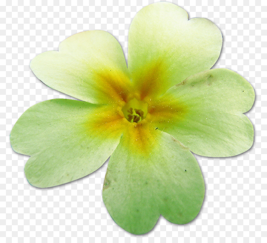 Primel Blume Kamille Malerei Blütenblatt - Blume