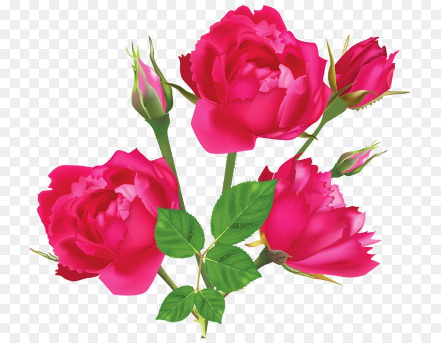Rosa Rose Weiß Licht - Rose