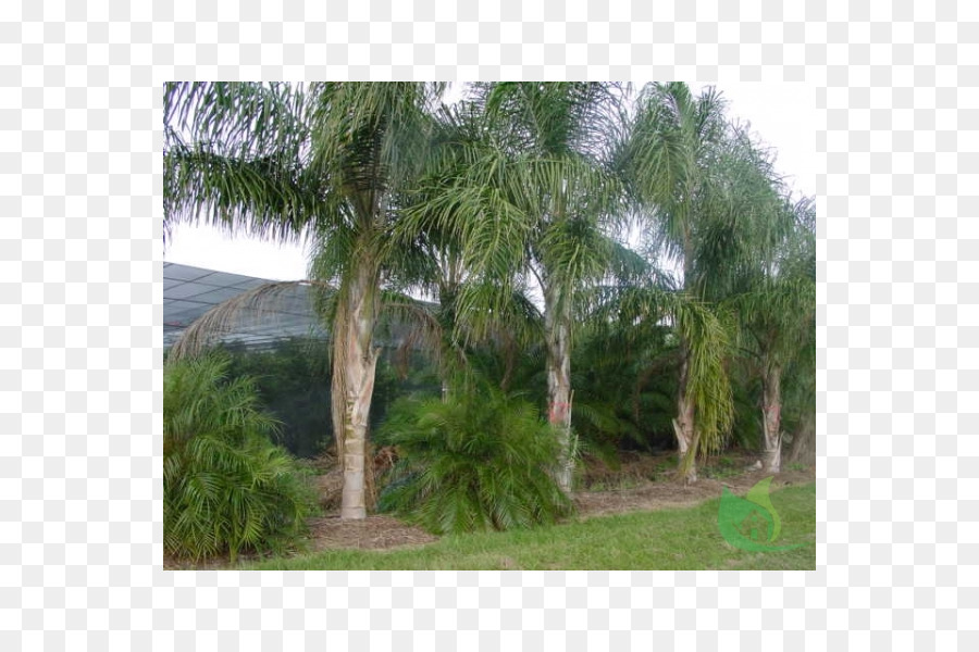 Asiatische palmyra Palme Königin Palme Syagrus coronata Arecaceae, Baum - Baum