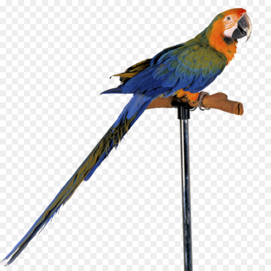 Parrot Wirbeltier Vogel Clip art - Papagei