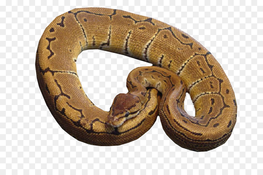Boa constrictor Hognose Schlange Klapperschlange Kingsnakes - Schlange