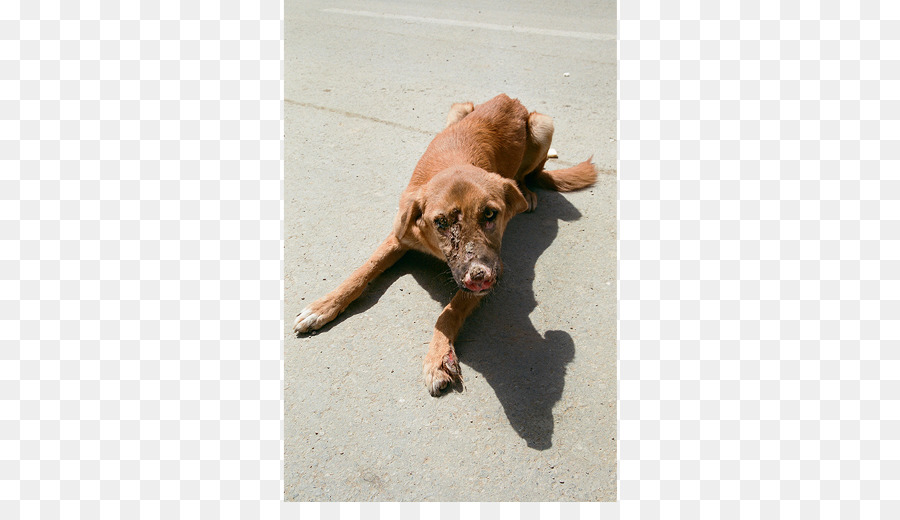 Vizsla Labrador Retriever Welpe Hund Rasse Schnauze - Welpen