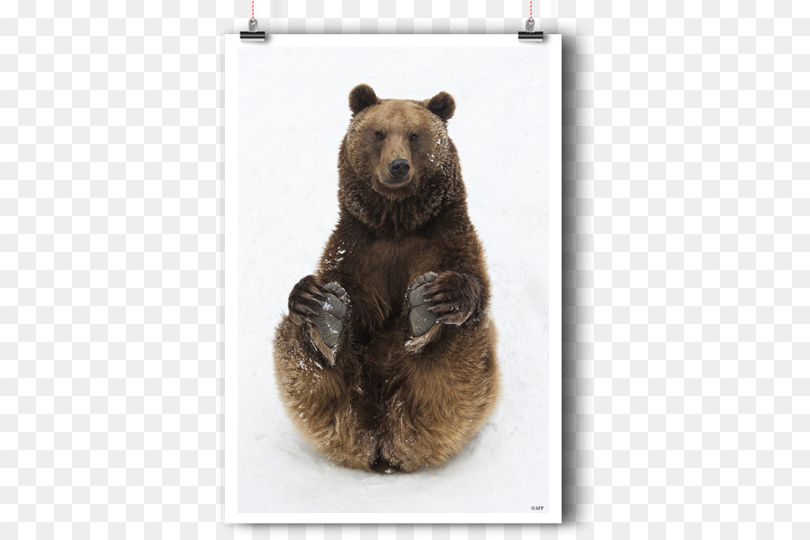 Illustratore di poster - orso in arte