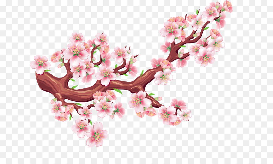 Kirschblüte Blumen Baum - Kirschblüte