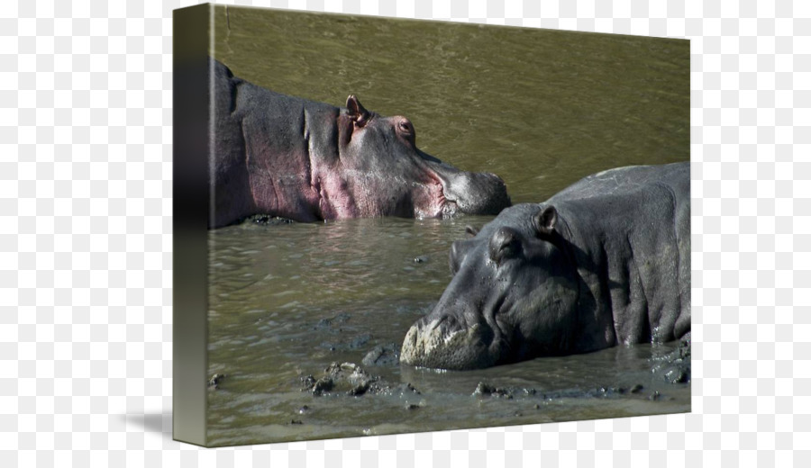 Ippopotamo animali Terrestri Fauna selvatica Muso - Hippo Sport