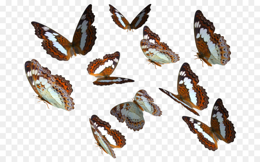 Vua bướm Côn trùng Clip nghệ thuật - bướm