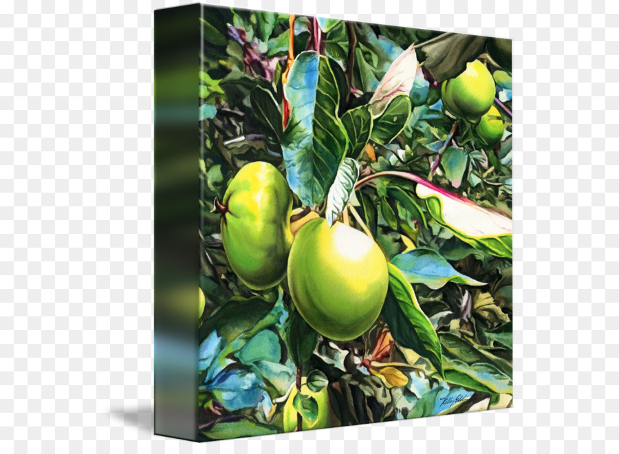 Citrus Leinwand Keilrahmen Floater Apple - kelly eddington Aquarelle