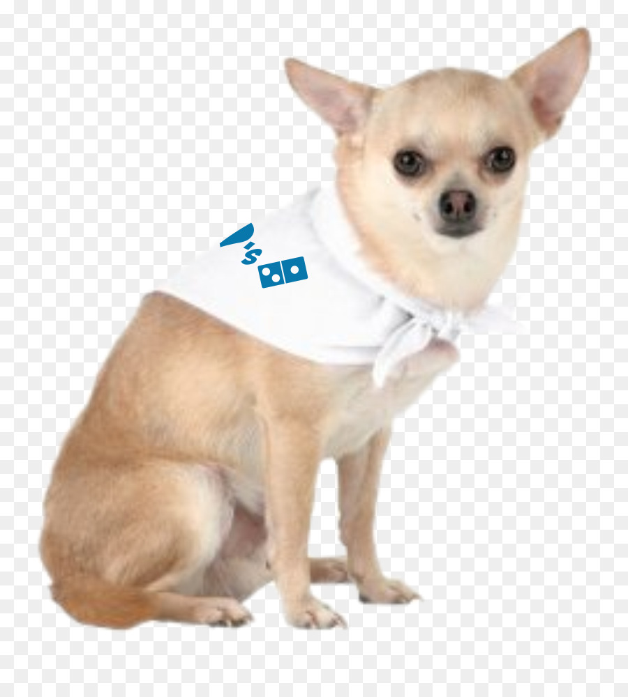 Chihuahua Welpen Halstuch Hund Rasse Förderung - Welpen