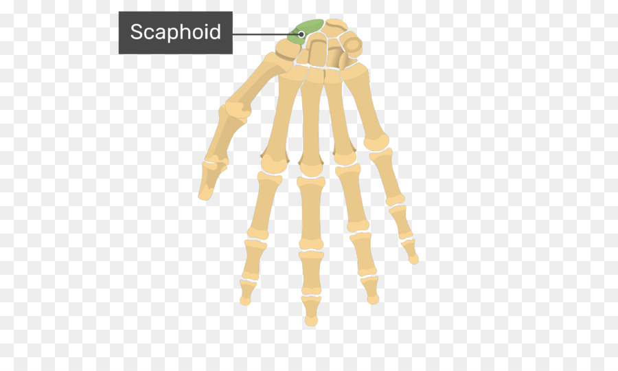 Mittelhandknochen Anatomie Menschliche Körper Hand - Hand
