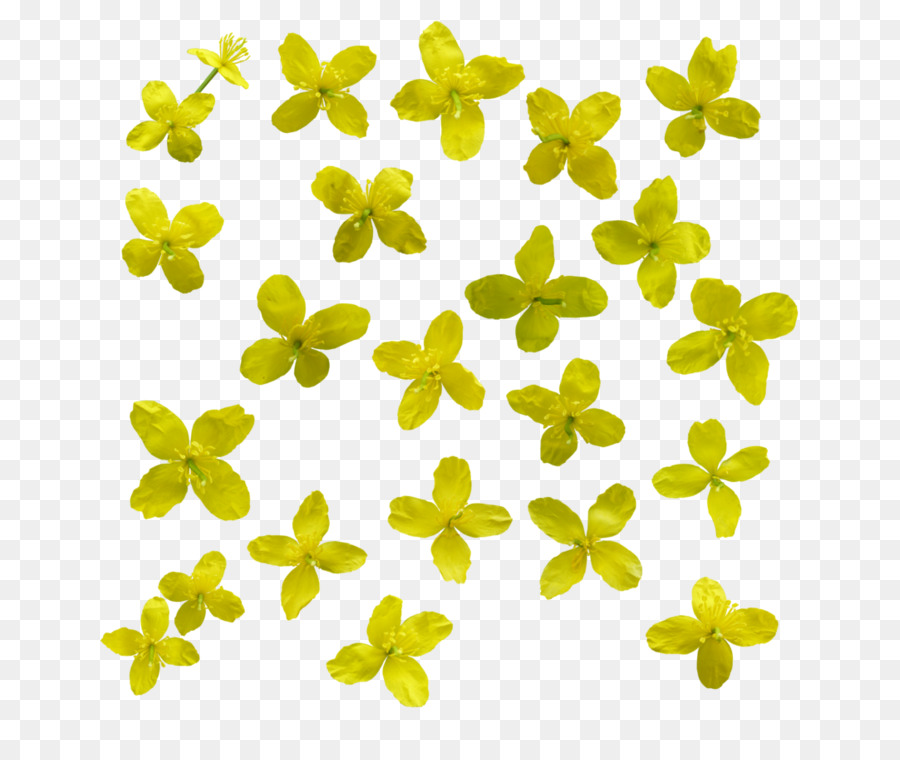 Gelbe Blume-Daten - Blume