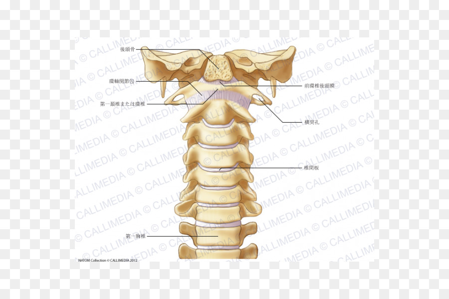 Vertebre cervicali colonna Vertebrale Atlas scheletro Umano Legamento - Forame intervertebrale