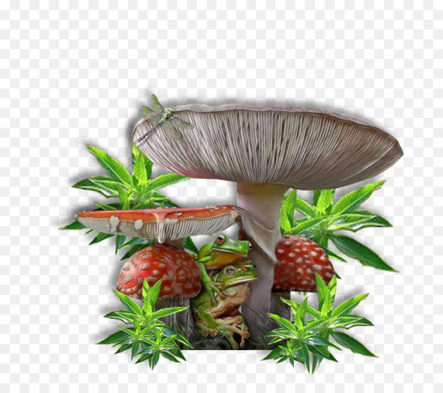 Pilz-Pflanze - Pilz