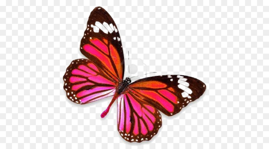 Butterfly Stock-Fotografie-Violett Lila Papillon Hund - Schmetterling