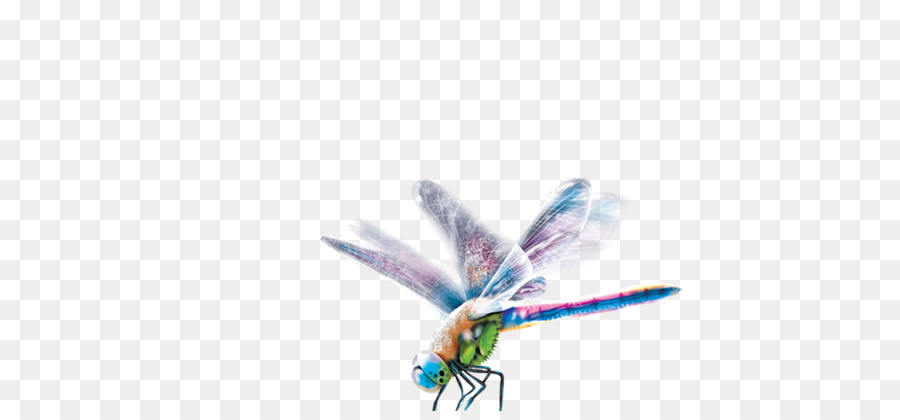 Libelle, Insekt Desktop Wallpaper nahaufnahme Pollenspender - Auge eingängig