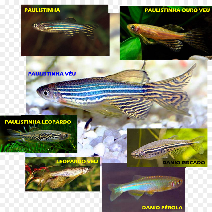 Zebrafish Acquari Acquariofilia - pesce