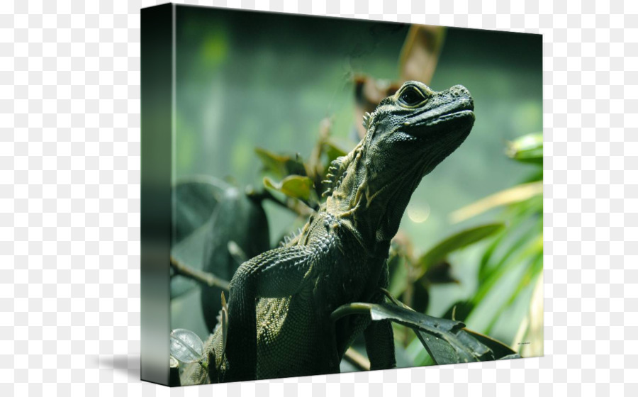 Comune Iguane, Camaleonti Drago Lucertole animali Terrestri - iguana