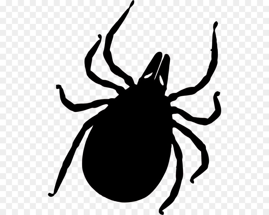 Tick-borne disease Mücke Lyme-Borreliose Insektenstiche - Zecke