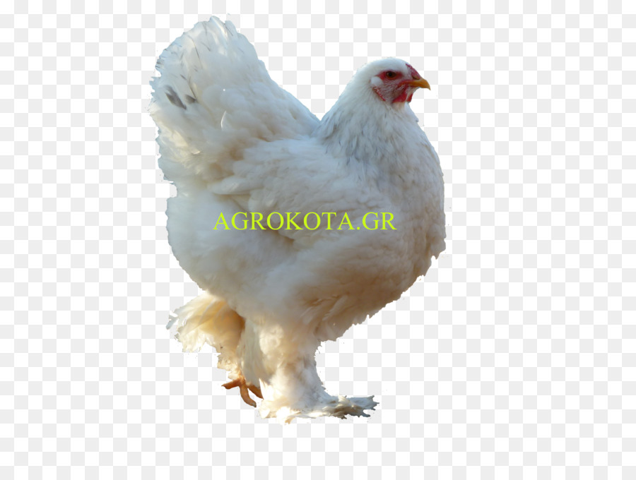 Australorp Hahn Geflügel Hühnchen als Futter Züchten - Henne Arten