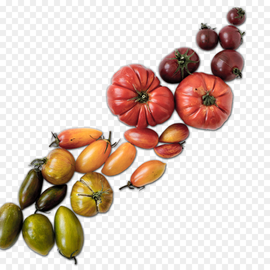 CurlyHost LLC Web design Essen von Tomaten - Web design