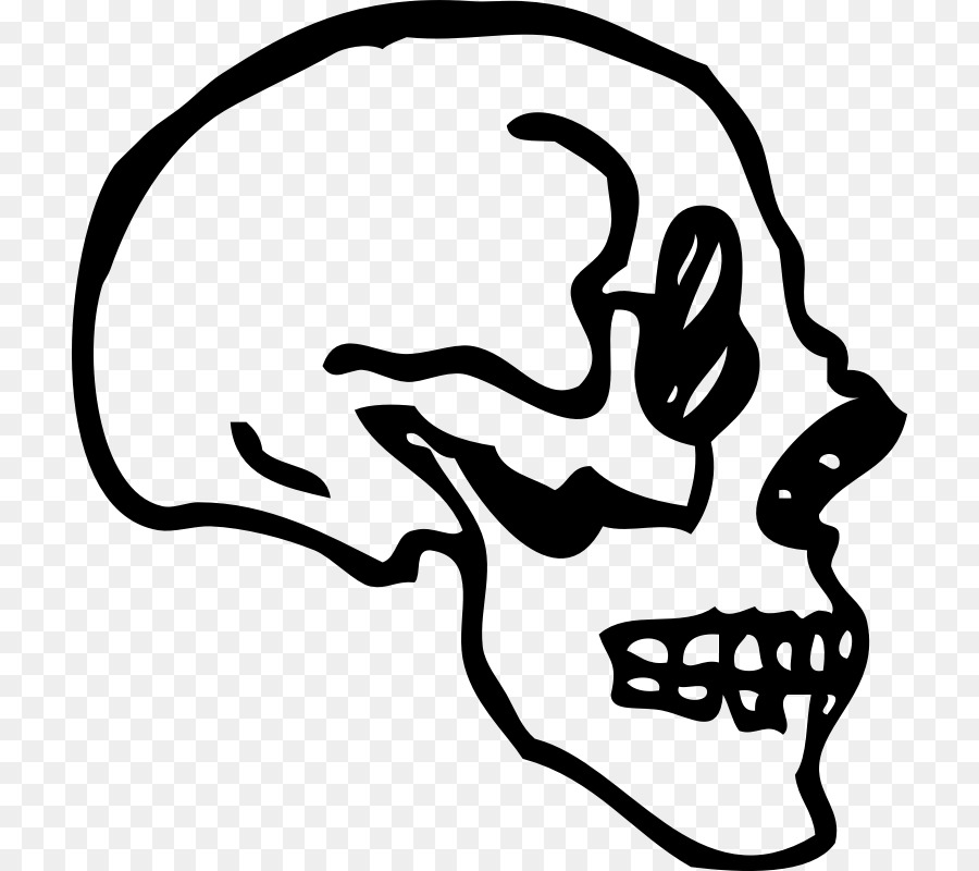 Hộp sọ Vẽ xương của con Người Clip nghệ thuật - Hộp sọ