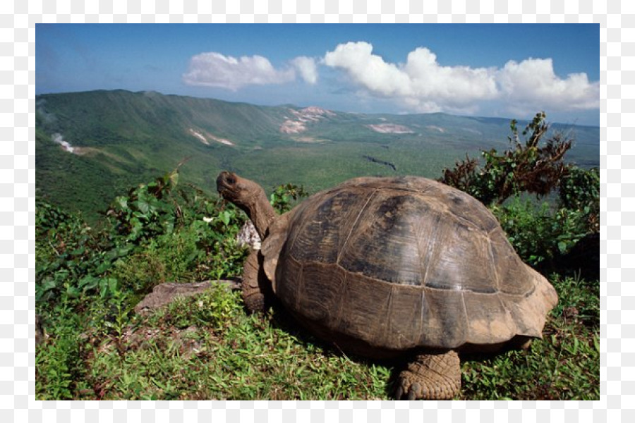 Galapagos Islands Tortoise Vulkan Darwin Turtle - Schildkröte