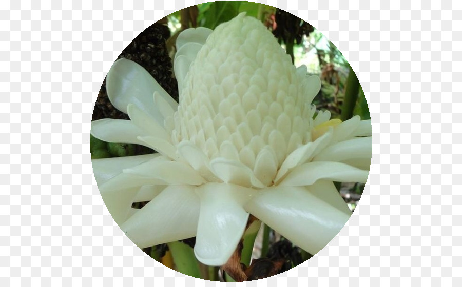 Hoa Etlingera elatior Bastone Lupinus albus nhà Máy - hoa
