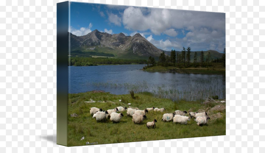Pecore riserva naturale lago di Loch parco Nazionale di Aspirazione - pecore