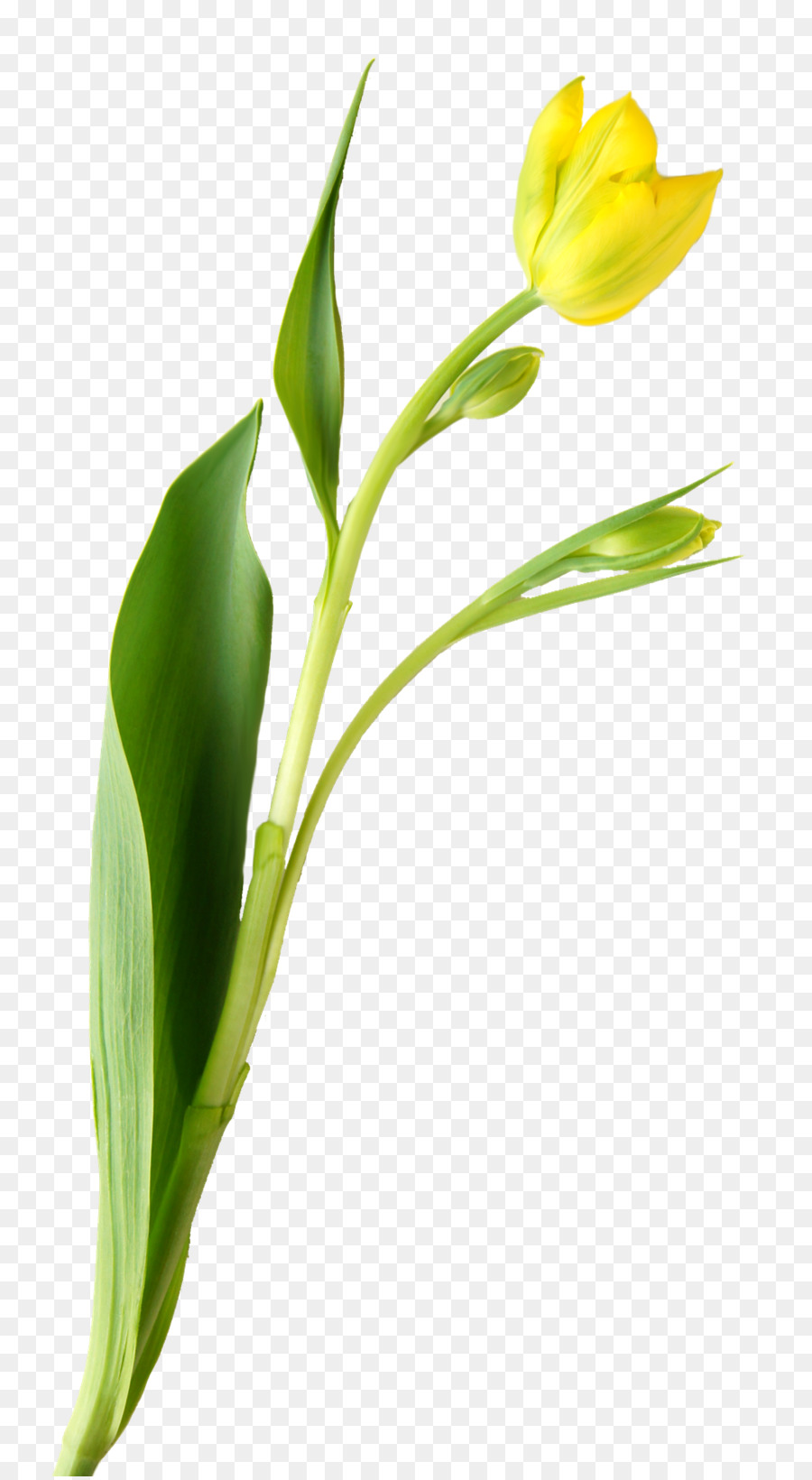 Tulpe, Schnittblumen, Pflanze, Stängel, Knospe, - Tulip