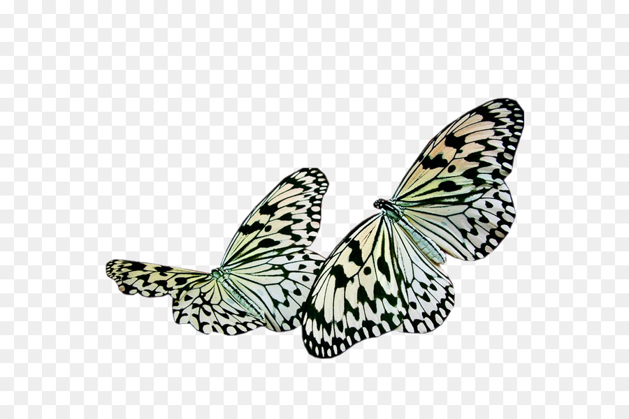 Schmetterling Insekt Malerei - Schmetterling