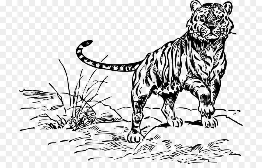 Felidae tigre Bianca Black tiger Clip art - altri