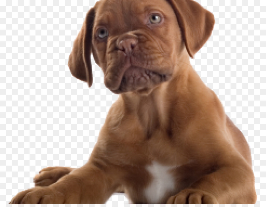 Dogue de Bordeaux Bulldog-Dogge-Boxer-Welpen - Welpen