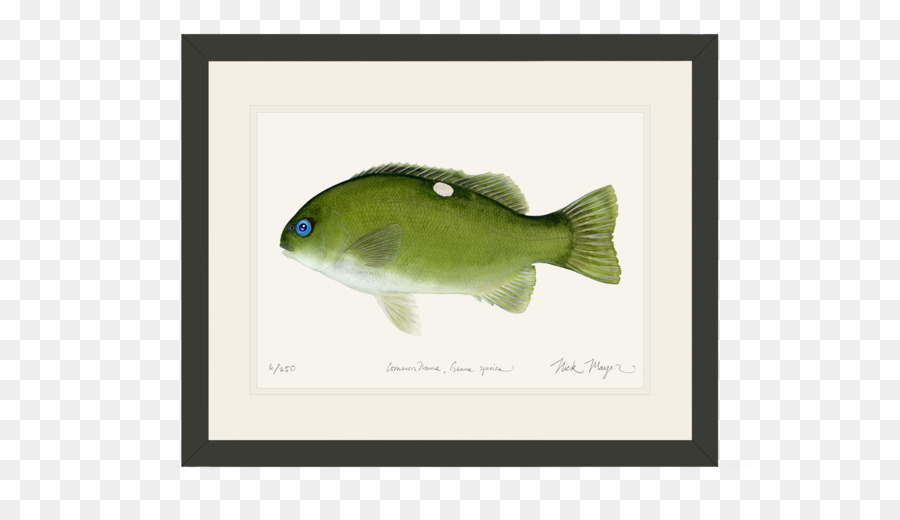 Largemouth bass Guadalupe bass Süßwasser Fisch Striped bass - Fluss Aquarell