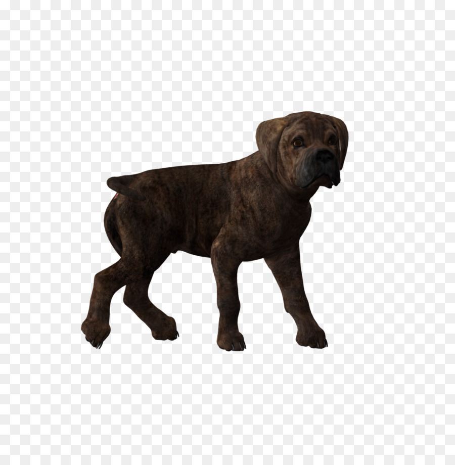 Hund der Rasse Cane Corso Welpen Pitbull-Labrador Retriever - Welpen