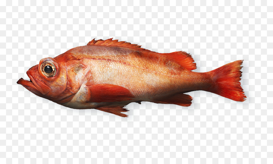 Northern red snapper prodotti a base di Pesce Rosa di pesce, frutti di mare - pesce