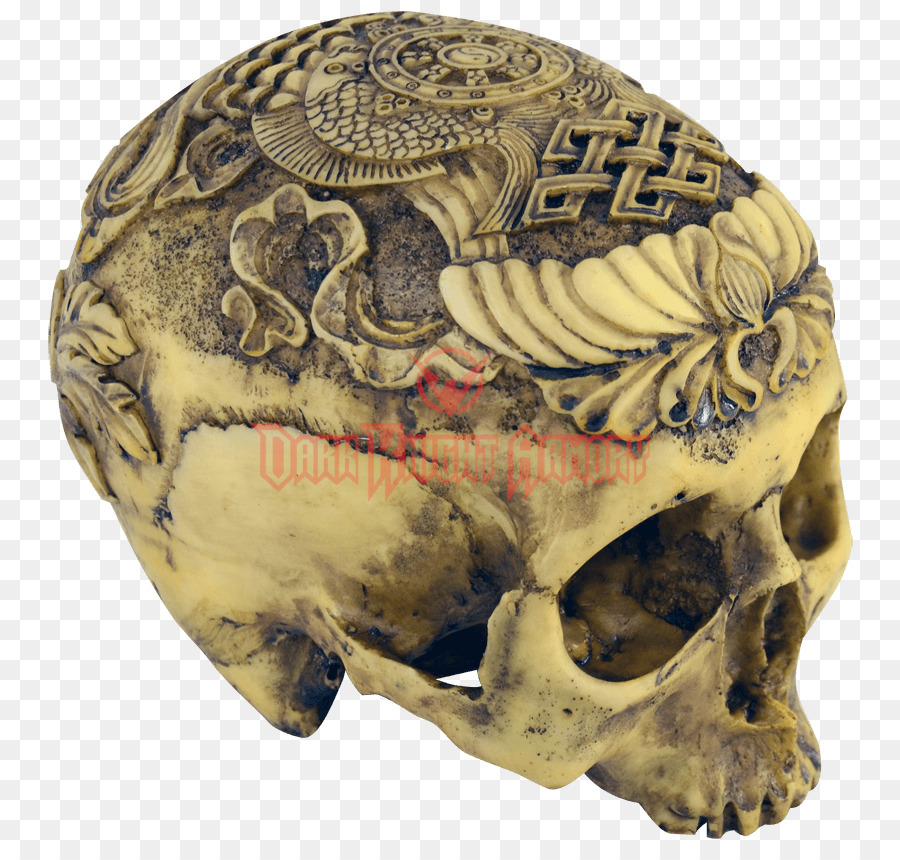 Menschlicher Schädel Anatomie Skelett Skulls Unlimited International - Schädel