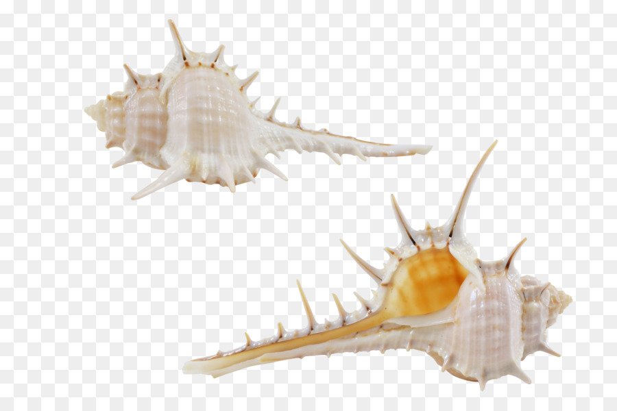 Seashell Conchology Fauna Pesce - conchiglia