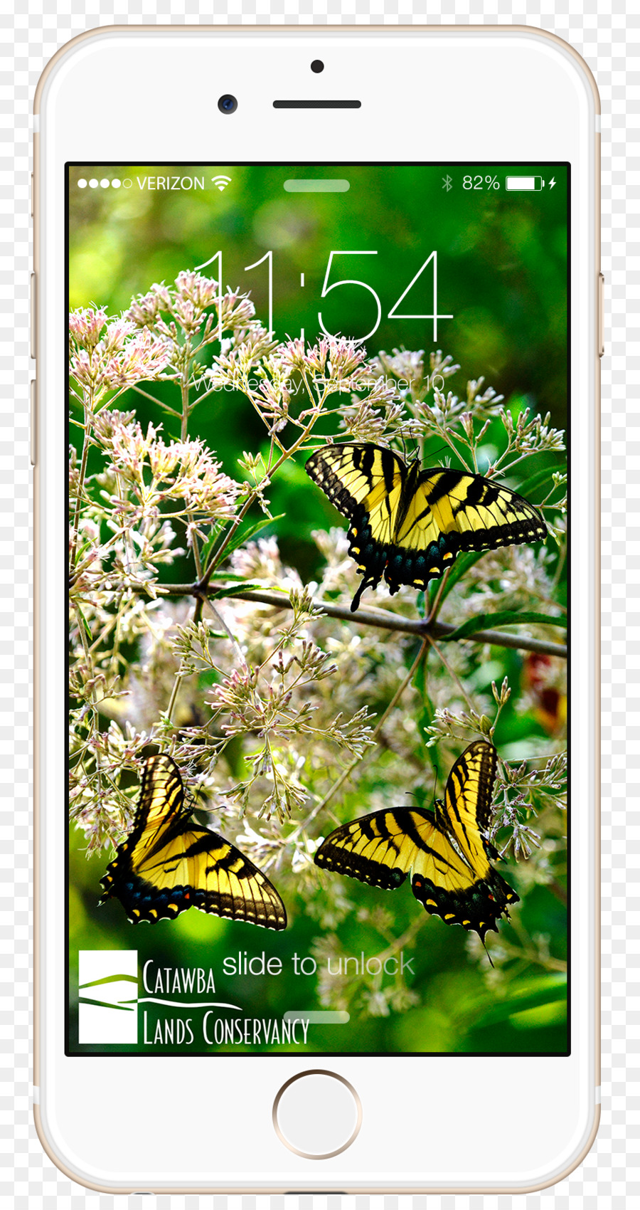 Spazzola zampe farfalle Sfondo del Desktop iPhone Catawba Terre Conservancy Video - i phone