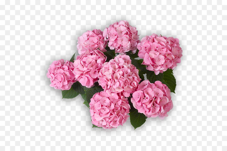 Kohl rose Garden roses Pink Panicled Hortensie Blume - Blume