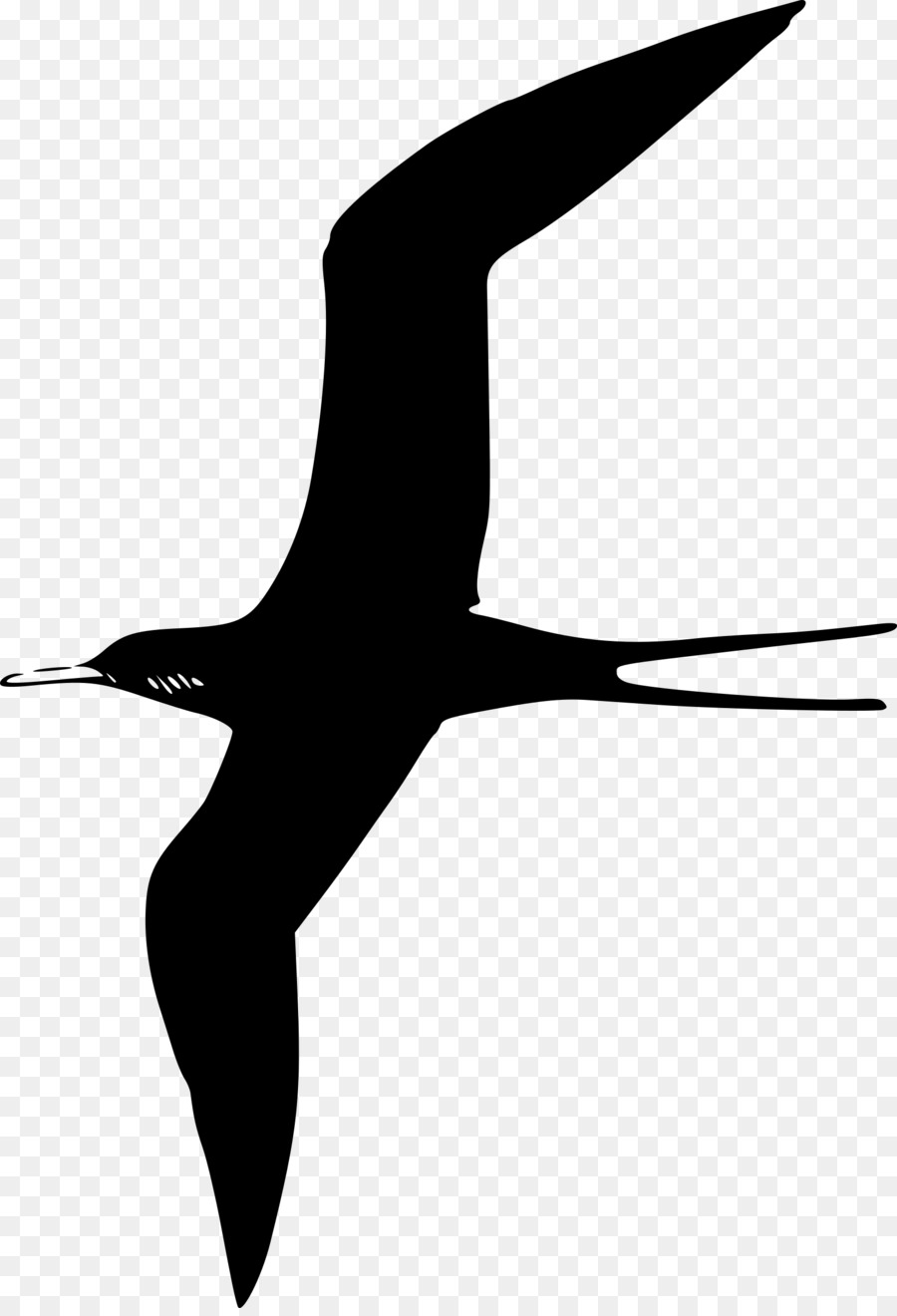 Mòng biển Frigatebird Clip nghệ thuật - con chim