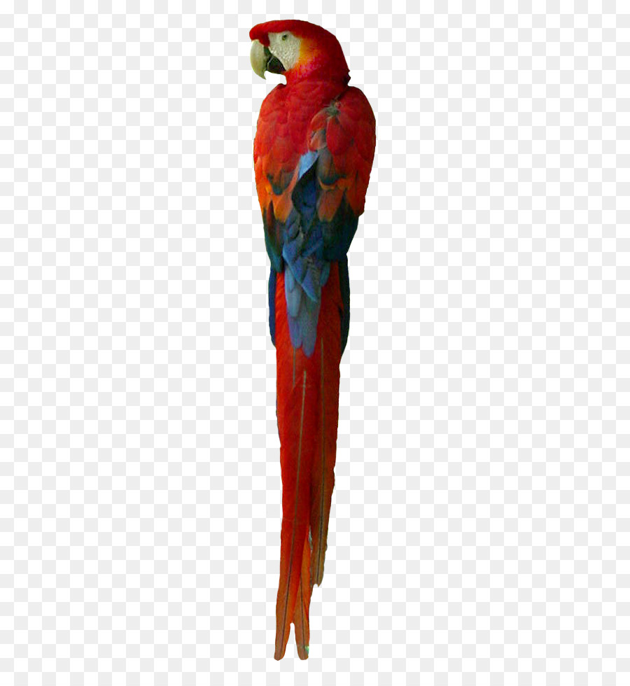 bảng màu sắc đầy đủ của một số loài vẹt phổ biến – Chim Cảnh Việt