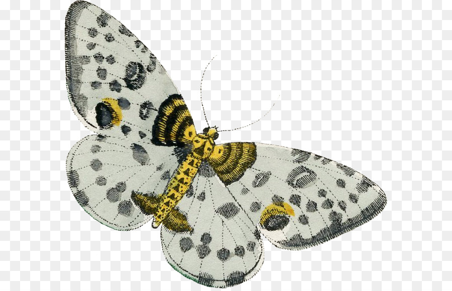 Moth - màu vàng và màu xám