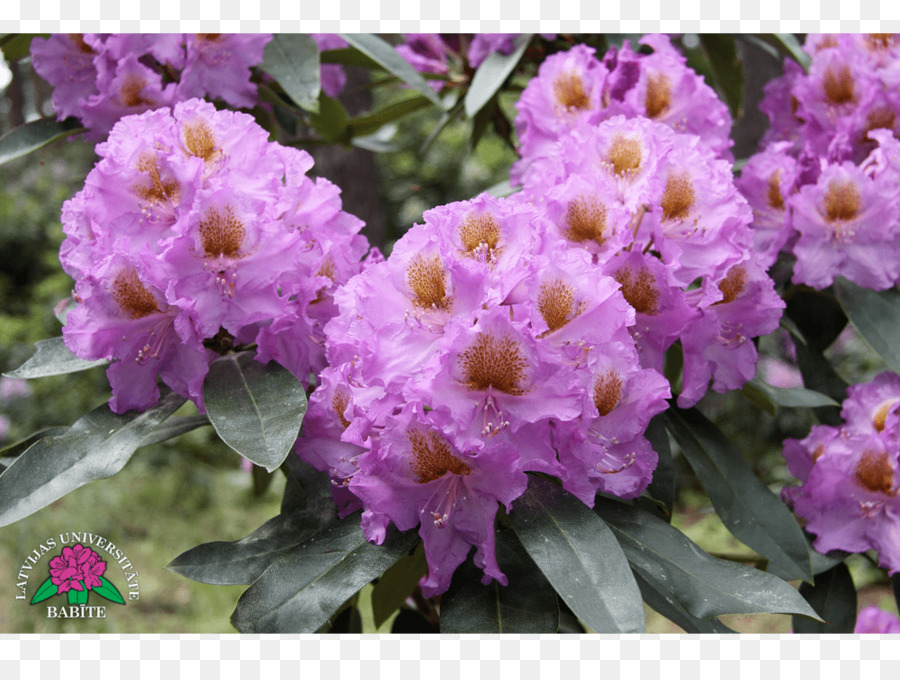 Rhododendron Violett einjährige pflanze Krautige pflanze Strauch - veilchen