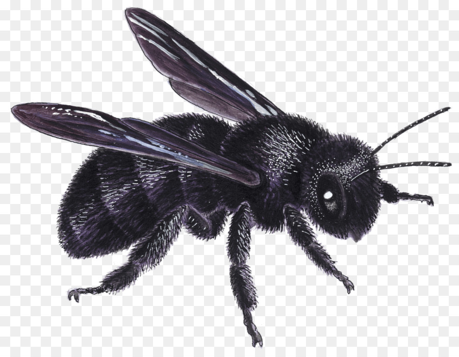 Honig, Biene, Hummel, Insekt, europäischen dunklen Biene - Biene