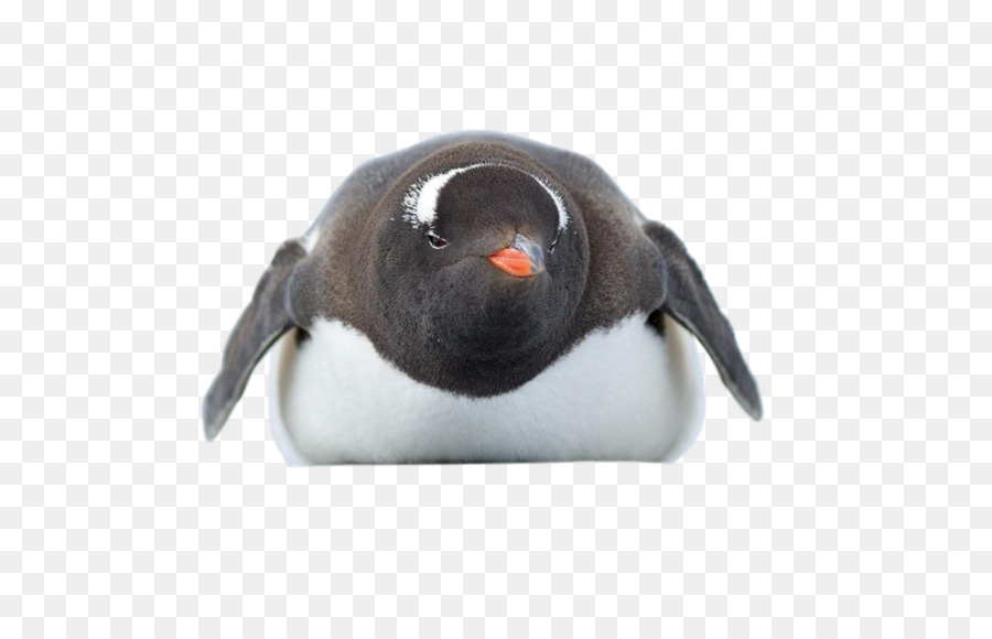 Adélie pinguino dell'Antartide Uccello - Pinguino