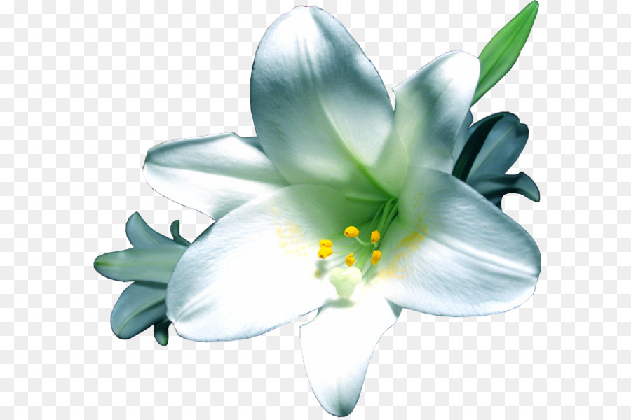 Blumen Lilium - andere