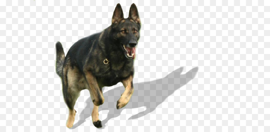 Chó săn đức, côn Minh giống chó giư trừu cũi từ Patscherkofel núi giống Chó con Chó con - chó tuần tra