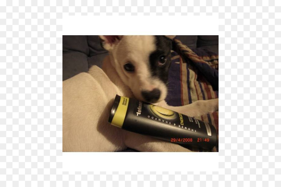 Cane di razza Chihuahua, Cucciolo, Razza di gruppo (cane) Energizer - cucciolo