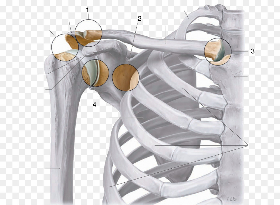 Acromion-claveare comune Sternoclavicular articolare dell'articolazione della Spalla Anatomia - altri